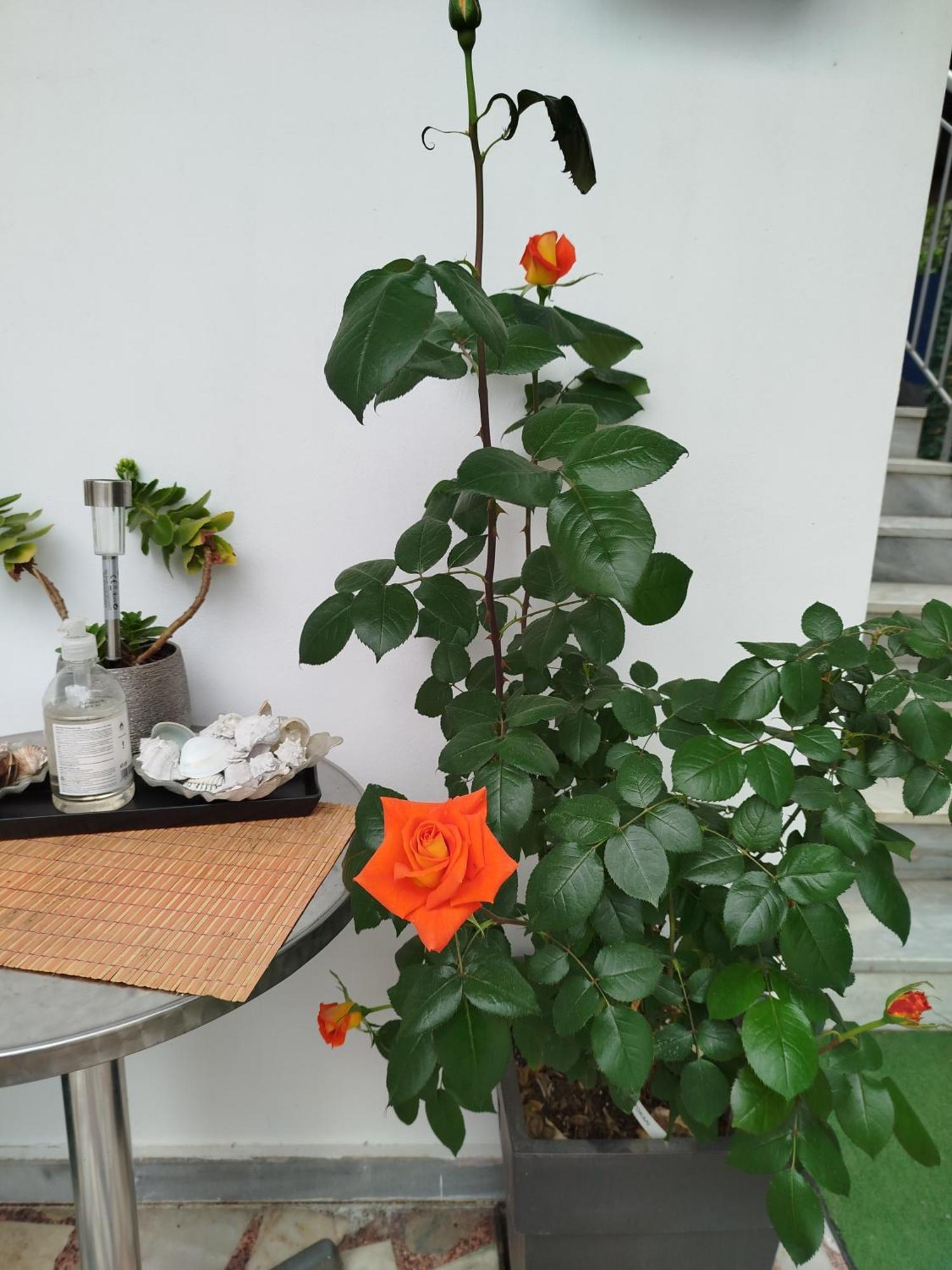 Alenstudios Paralia Katerinis Bagian luar foto